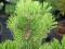 Pinus leucodermis 'Dolce Dorme' - Sosna bośniacka