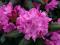 Rhododendron - Różanecznik ''Roseum Elegans''
