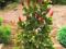 Picea pungens 'Lucky Strike' CZERWONE PRZYROSTY !
