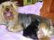 AUSTRALIAN Silky Terrier