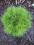 Sosna czarna 'Pampino' zielona kula
