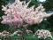 Prunus serrulata 'Shimidsu' - Wiśnia piłkowana