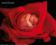 Anne Geddes (red rose) - plakat 40x50 cm