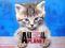 ANIMAL PLANET kot kotek the cat BLOK rysunkowy
