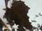 Betula pendula 'Purpurea' - Brzoza brodawkowata