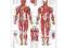 The Muscular System Anatomical Chart