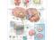 Anatomy of the Brain Anatomical Chart