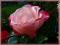 Rosa 'Nostalgie' - Róża wielkokwiatowa DWU-BARWNA