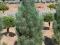 Pinus sylvestris 'Fastigiata' - Sosna pospolita