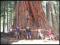 SEKWOJA największe drzewo świata TYLKO ZOBACZ 10sz