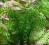 roślina akwarium MOCZARKA EGERIA DENSA 10+1 GRATIS