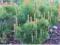 Pinus - Sosna cembra sibirica limba PIĘCIO-IGLELNA