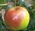 Jabłoń LIGOL zimowe JABŁKA jabłonie SMACZNE zdrowe