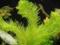 roślina akwarium WYWŁÓCZNIK ZIELONY myriophyllum