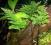 roślina akwarium SELAGINELLA piękna paproć HIT