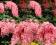 Wisteria - Glicynia floribunda 'Albo Rosea' HIT !