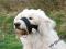 TRIXIE kaganiec uzdowy kantar nylonowy XL pies