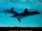 Oceaniczne podróże: Atol Kure DVD FOLIA