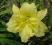 Liliowiec Double Gardenia *PODWÓJNY*ŻÓŁTY* C2*B