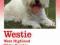 Westie West Highland White Terrier - Flamang I.