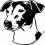 pies, Jack Russell Terrier - naklejka różne folie