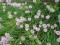 Allium schoenoprasum 'Forescate' - Szczypiorek ozd