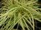 Carex h. 'Evergold' - Turzyca WIECZNIE ZŁOTA (2) !