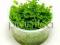 Roślina - Micranthemum umbrosum 6 cm kubek WROCŁ