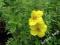 Pieciornik YELLOW BIRD żółty długo kwitnie 2L#40cm