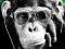 Steez Monkey Shades - plakat 61x91,5 cm