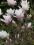 Magnolia soulangeana 'Alexandrina' RÓŻOWO BIAŁA