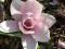 Magnolia 'Heaven Scent' - WRZOSOWA
