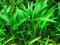 roślina akwarium CRYPTOCORYNE NEVILLI super HIT