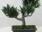 BONSAI Podocarpus 20/25 cm - SZTUCZNE do terrarium