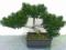drzewko BONSAI Osaka Pinia 30/25 cm do terrarium