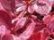 Berberys Thunberga Rose Glow **20-40cm **2l**Ż