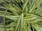 Carex h. 'Evergold' - Turzyca WIECZNIE ZŁOTA !!!!
