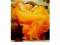 Plakat obraz 50x70cm EMA-S735 FLAMING JUNE