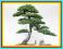 SOSNA CHIŃSKA - doskonała na bonsai - 10szt