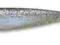 SHAKER 4,5" - #132 - ICE SHAD