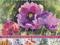 The Flower Painter's Essential Handbook: How to Pa