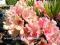 Rhododendron 'Brasilia' - POMARAŃCZOWO RÓŻOWY !!!!