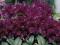 Rhododendron 'Polarnacht' - CZARNY RHODODENDRON !!