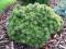 Pinus uncinata 'Kostelnicek' - Sosna hakowata NEW!
