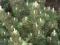 Pinus leucodermis 'Satelit' - Sosna bośniacka