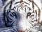 Biały Tygrys Syberyjski - plakat 40x50 cm