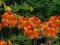 Azalea 'Glowing Embers' - Azalia wielkokwiatowa