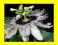 ===> PASSIFLORA - 50 szt w cenie 40! <===