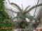 Picea pungens 'Profesor Rivoli' - Świerk klujący