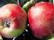 Jabłoń Alwa bardzo smacze owoce